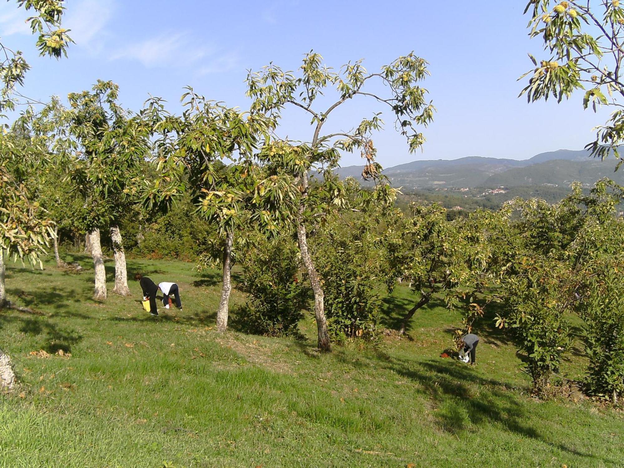 La Casina *